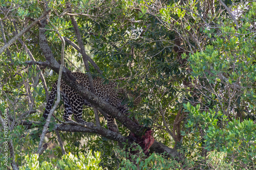 The leopard waiting prey on the tree. Masai Mara  Kenya 