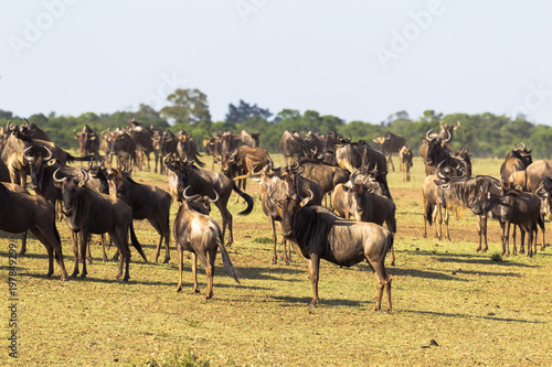 Herd of wildebeest waiting for the crossing. Accumulation of ungulates on the shore. Mara river. Kenya  Africa 