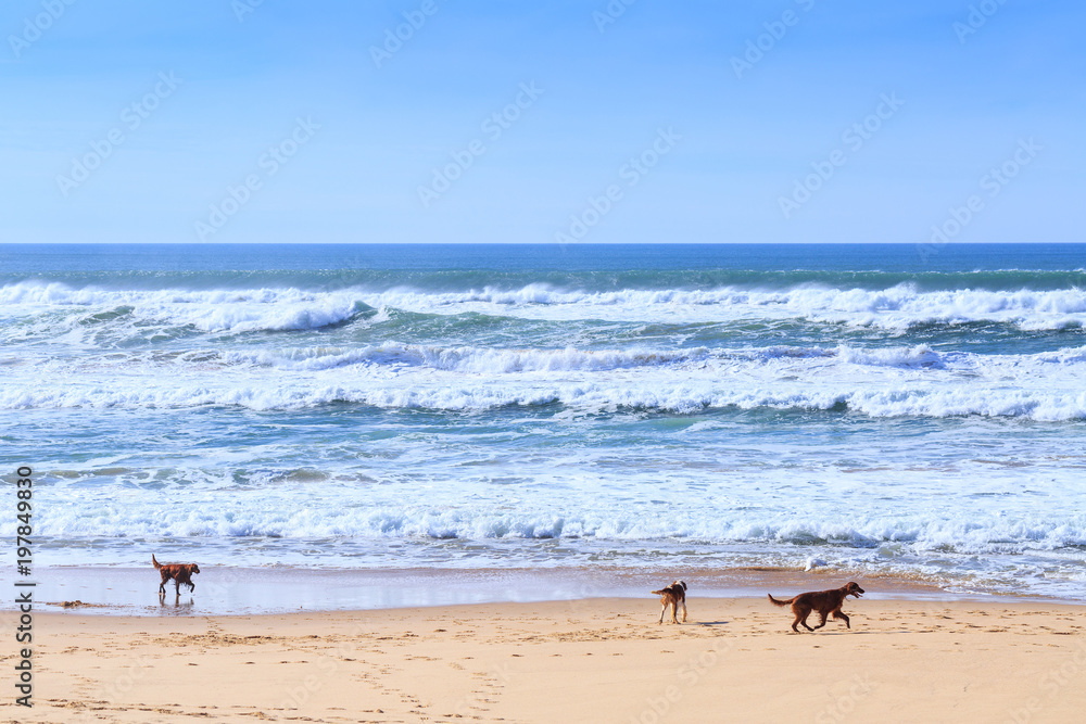Three dogs breed of irish setter go fun run along the sandy shore of the Atlantic ocean in Portugal coast.