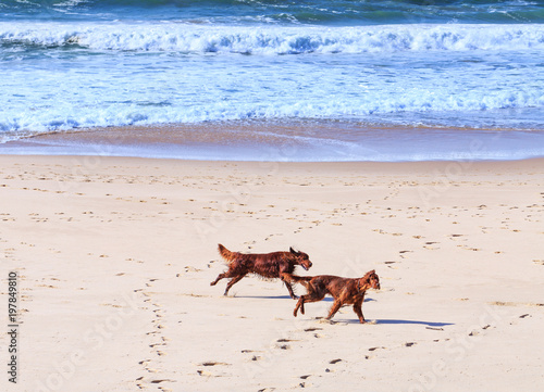 Two dogs breed of irish setter go fun run along the sandy shore of the Atlantic ocean in Portugal coast.