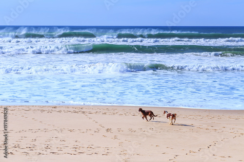 Two dogs breed of irish setter go fun run along the sandy shore of the Atlantic ocean in Portugal coast.