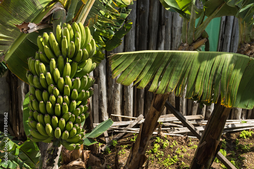 Green banana fruits and leaves background on a sunny day photo