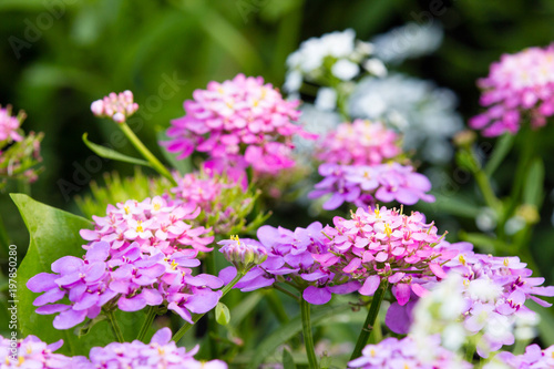 beautiful flowers in a summer garden