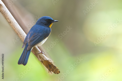 Hill Blue Flycatcher ,Beautiful bird