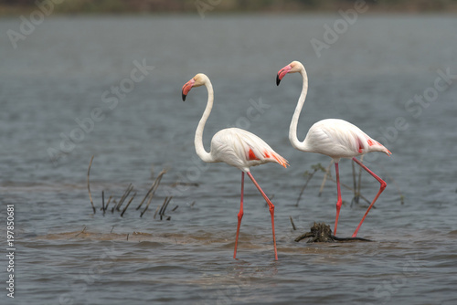 Beautiful flamingos in nature
