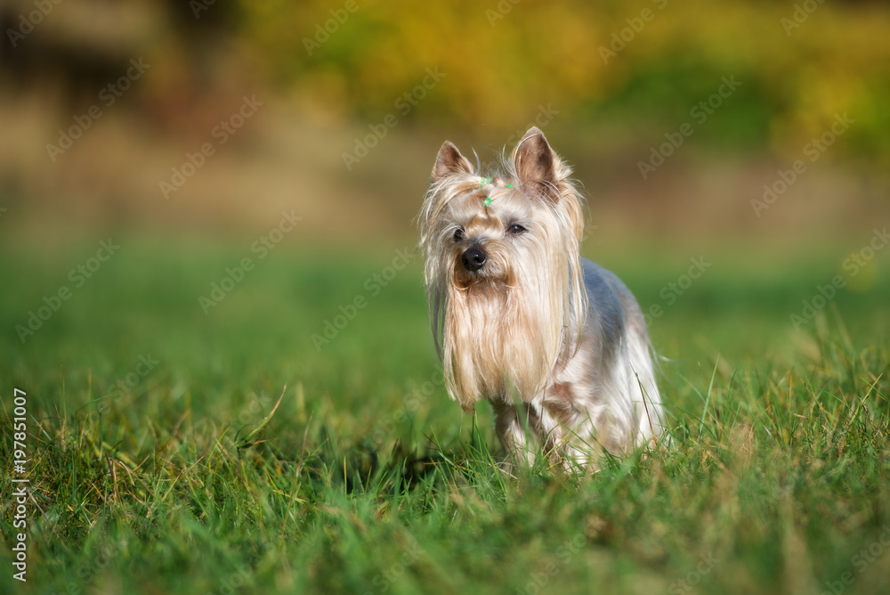 yorkshire terrier dog standing outdoors in summer yorkshire terrier dog standing outdoors in summer