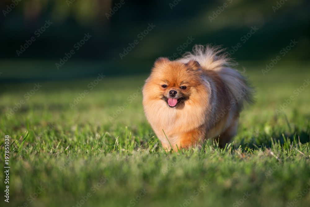 happy spitz dog walking on grass