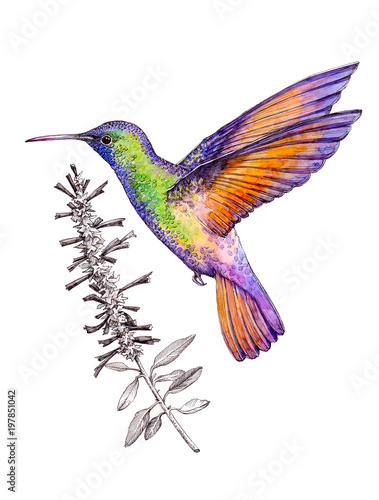 Hand-drawn Hummingbird on white background  isolated 