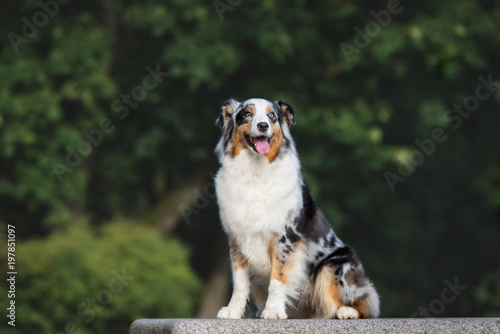 Fototapeta Naklejka Na Ścianę i Meble -  australian shepherd dog sitting outdoors