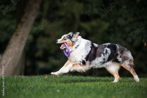 happy australian shepherd dog fetching a toy
