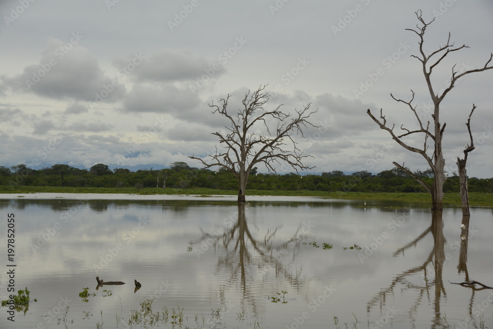 Fototapeta premium Sri Lanka - tropischer Baum mit Büschen und Himmel im Wasser