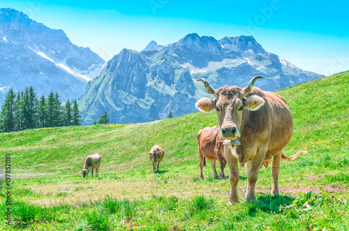 Pasture with large horned animals and a cow bell ringer. Landscape Meadow in the alps of Switzerland with Alpine cows. © Alex Tor