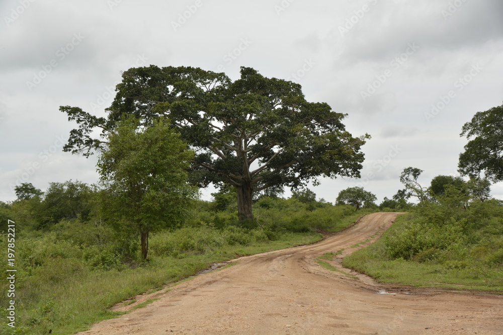 Sri Lanka - tropischer Baum mit Büschen und Himmel an Wegesrand Sri Lanka - tropischer Baum mit Büschen und Himmel an Wegesrand