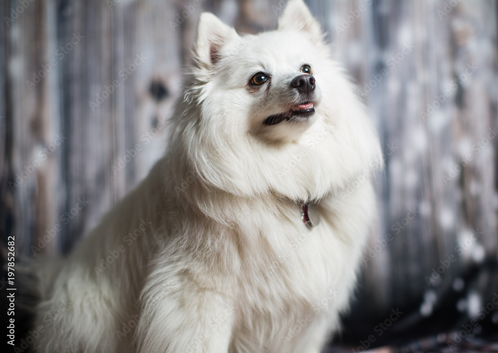 American Eskimo, Spitz portrait American Eskimo, Spitz portrait