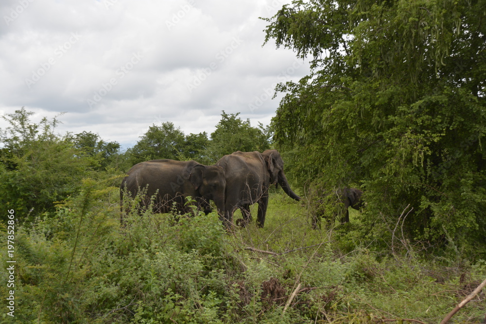 Sri Lanka - Elefant in Wildnis mit Palmen und Büschen