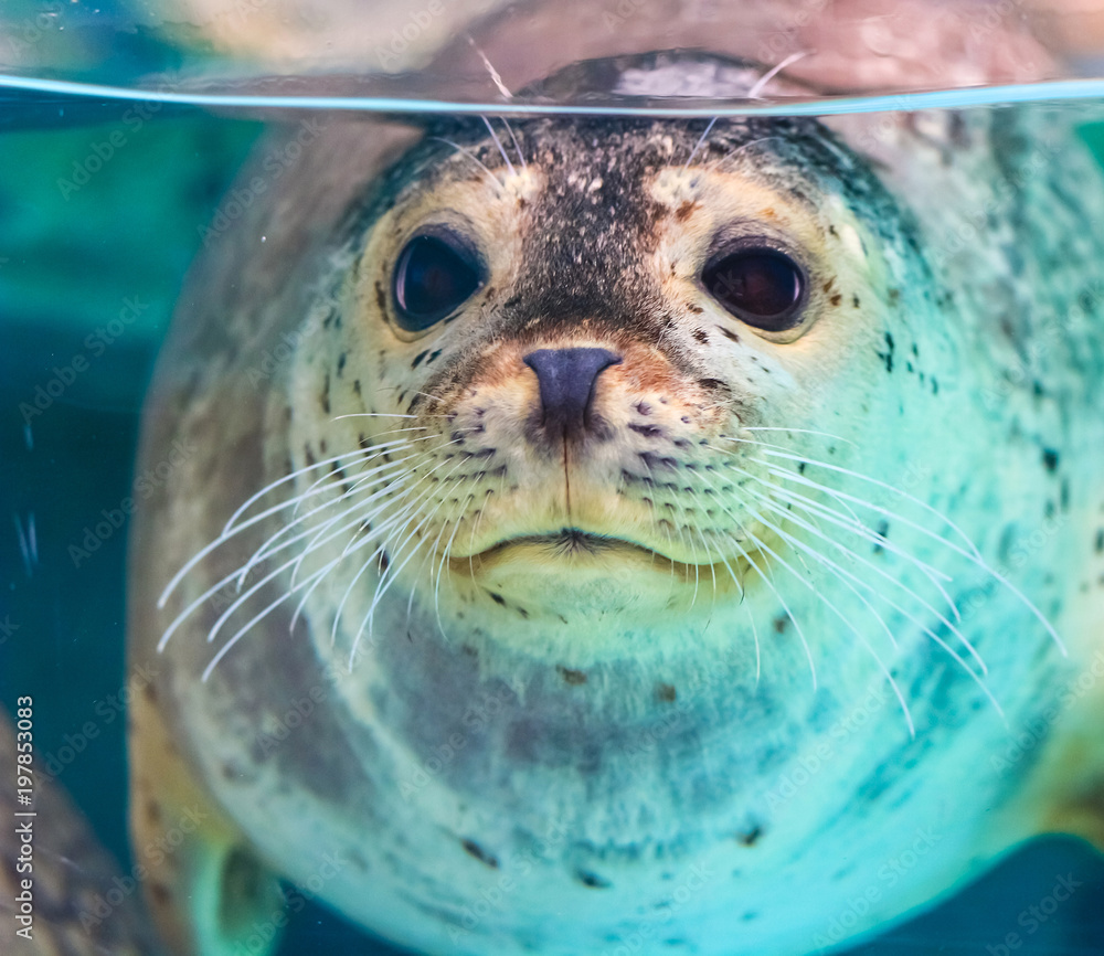 close up portrait of very cute spotted seal close up portrait of very cute spotted seal