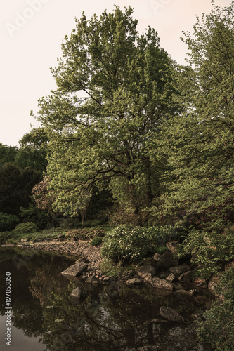 beauty view of trees in park with pond on summer time