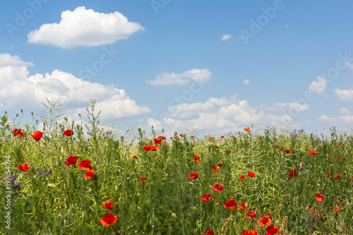 Summer flowers poppy fieldclouds and blue sky background