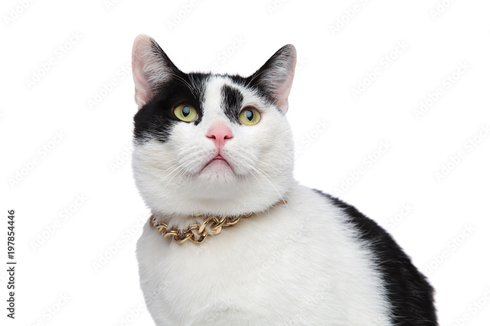 close up of cat wearing golden necklace and looking up