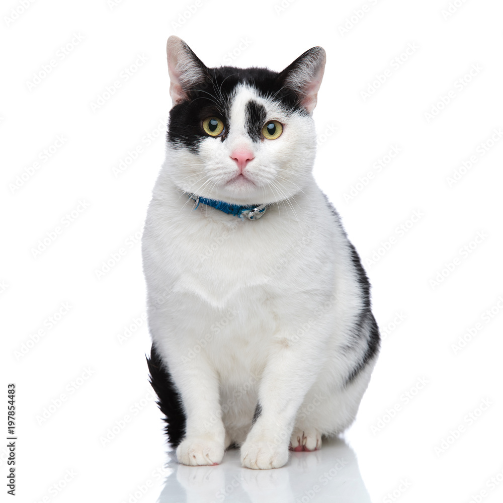 cute seated cat wearing a blue collar