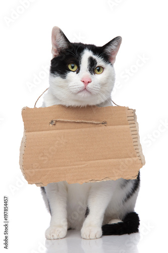 Fototapeta Naklejka Na Ścianę i Meble -  adorable black and white cat begging for food