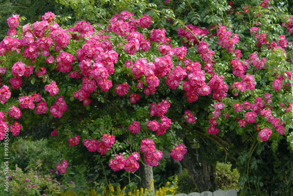 Fototapeta premium Roses et rosiers rouges et roses