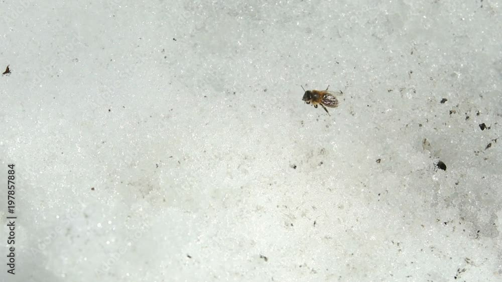 Bee sits in the snow and freezes. The concept of danger, absurd death Bee sits in the snow and freezes. The concept of danger, absurd death