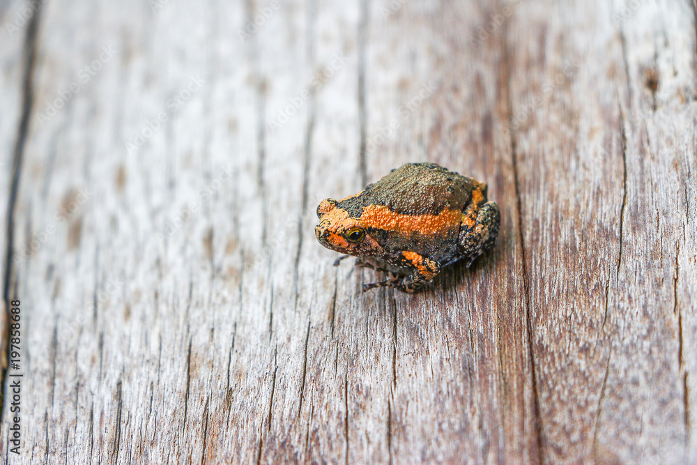 Naklejka premium Bullfrog Animal on Wooden 