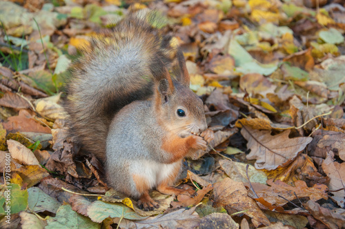 squirrel in leaves, funny animal in nature background