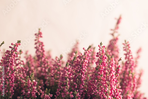 Heather flowers in gray flowerpot. White background. Space for text.
