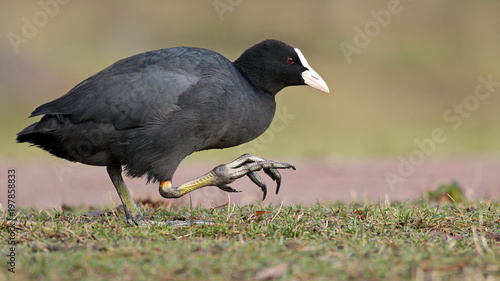 Sideview portrait of an eurasian coot, Fulica atra, walking in grass with foof up