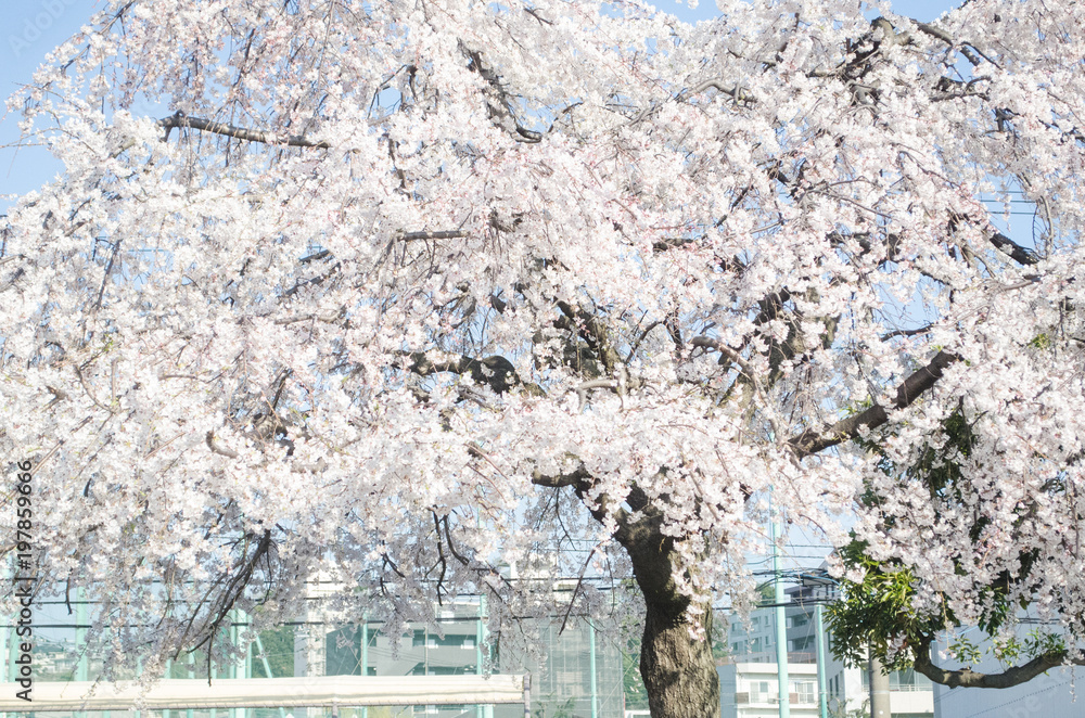 Cherry blossoms in Yokohama City.