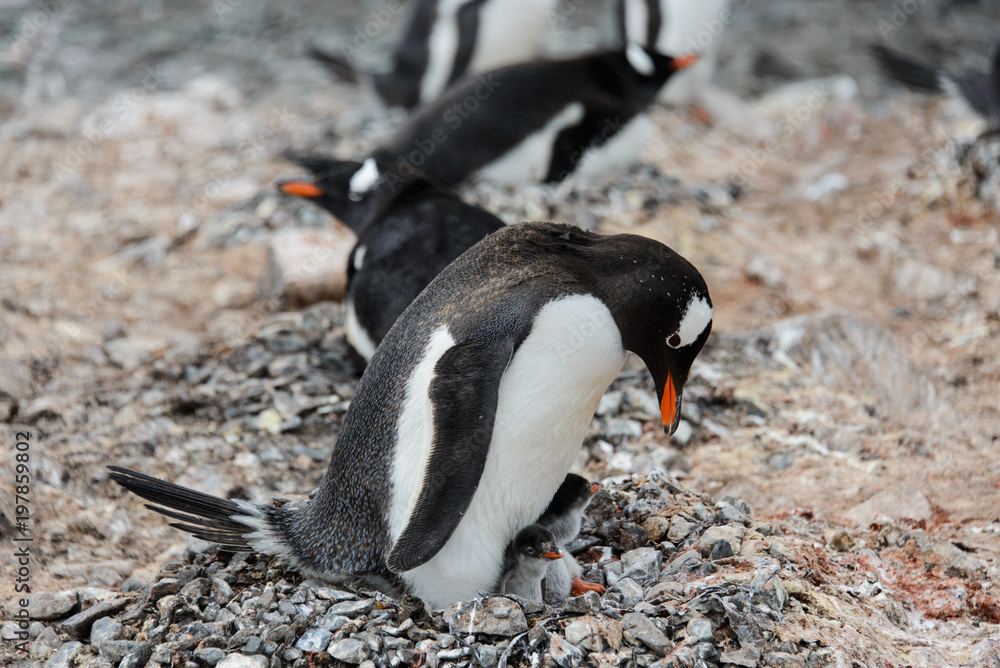 Fototapeta premium Gentoo penguin with chicks in nest