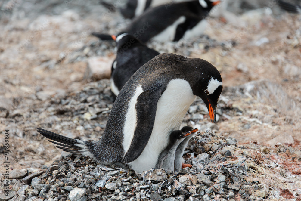 Fototapeta premium Gentoo penguin with chicks in nest