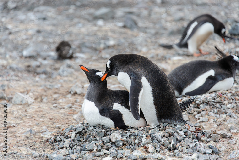Naklejka premium Two gentoo penguins have sex
