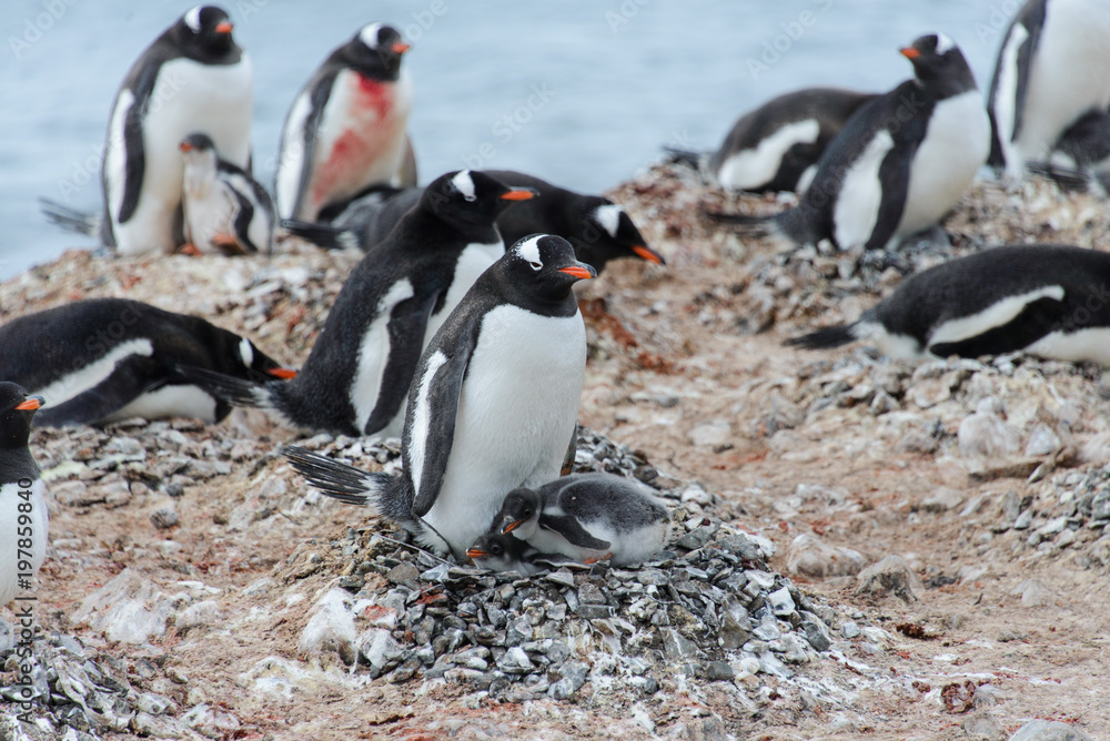 Fototapeta premium Gentoo penguin with chicks in nest