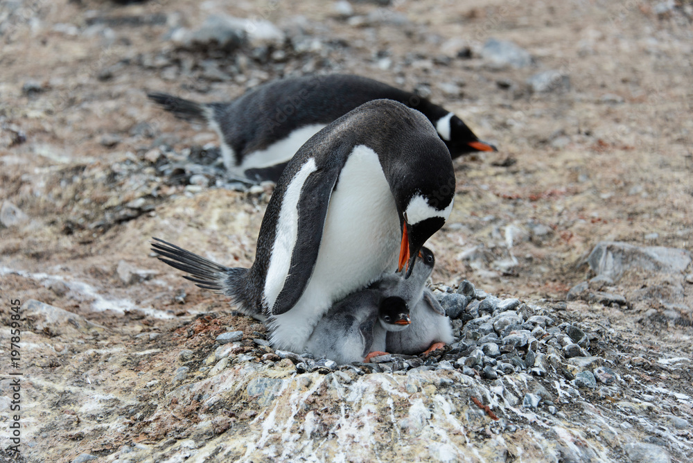 Fototapeta premium Gentoo penguin with chicks in nest