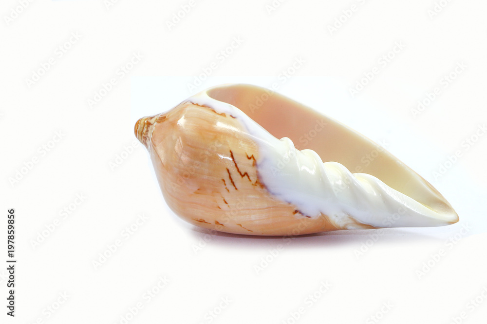 shell sea isolated white background shell sea isolated white background