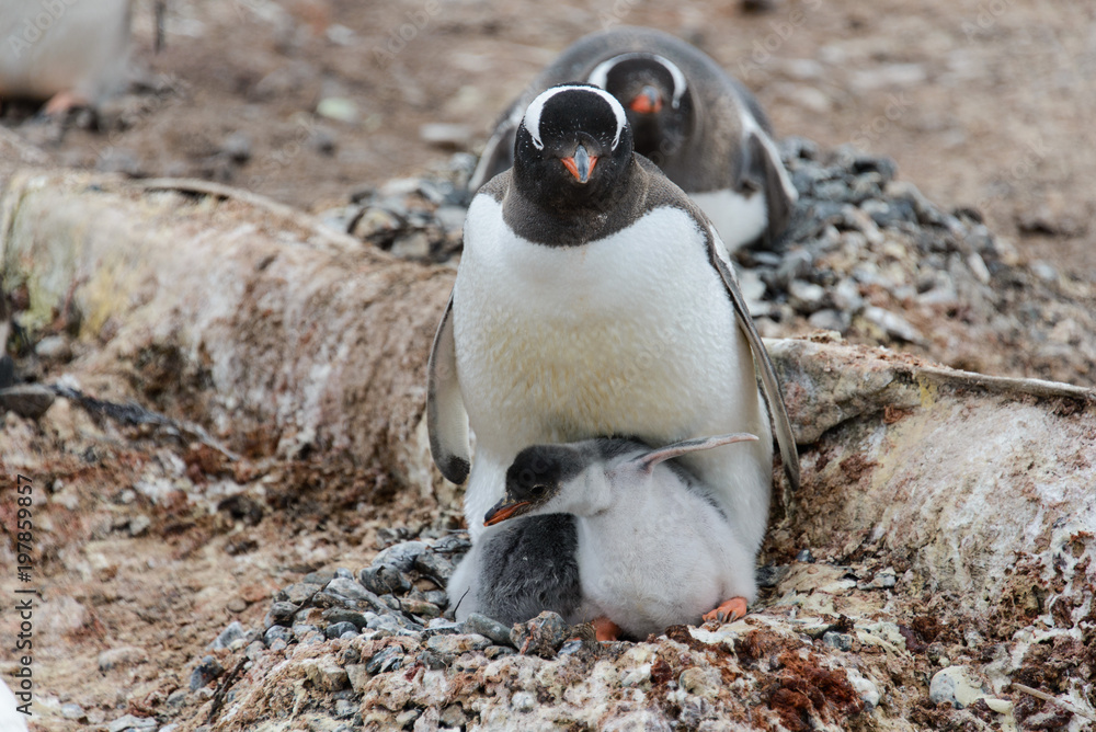 Fototapeta premium Gentoo penguin with chicks in nest