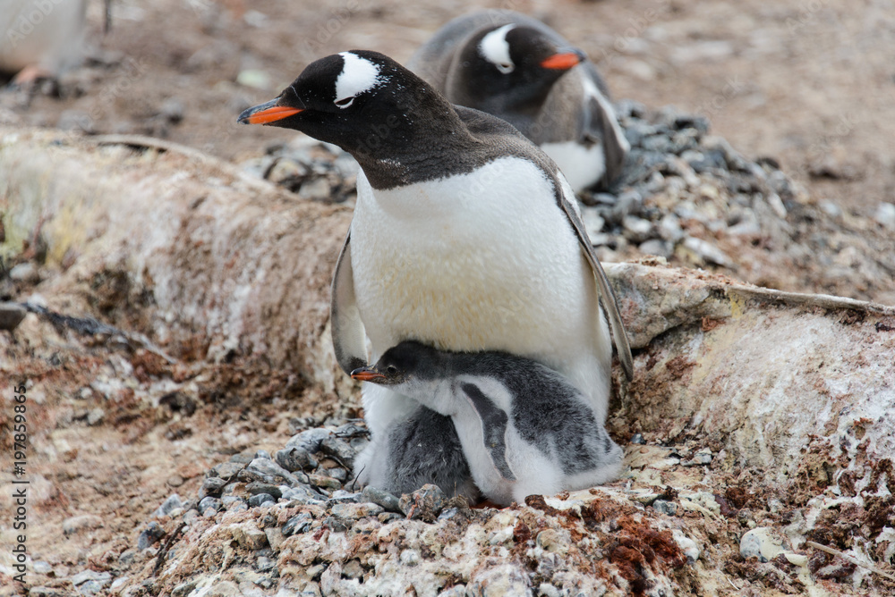 Naklejka premium Gentoo penguin with chicks in nest