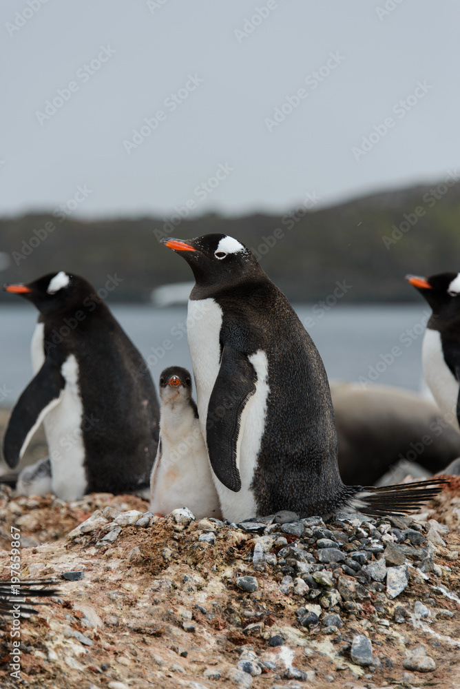 Fototapeta premium Gentoo penguin with chicks in nest