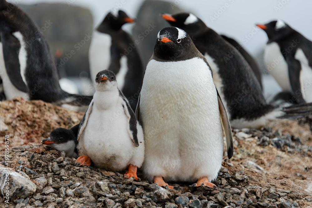 Fototapeta premium Gentoo penguin with chicks in nest