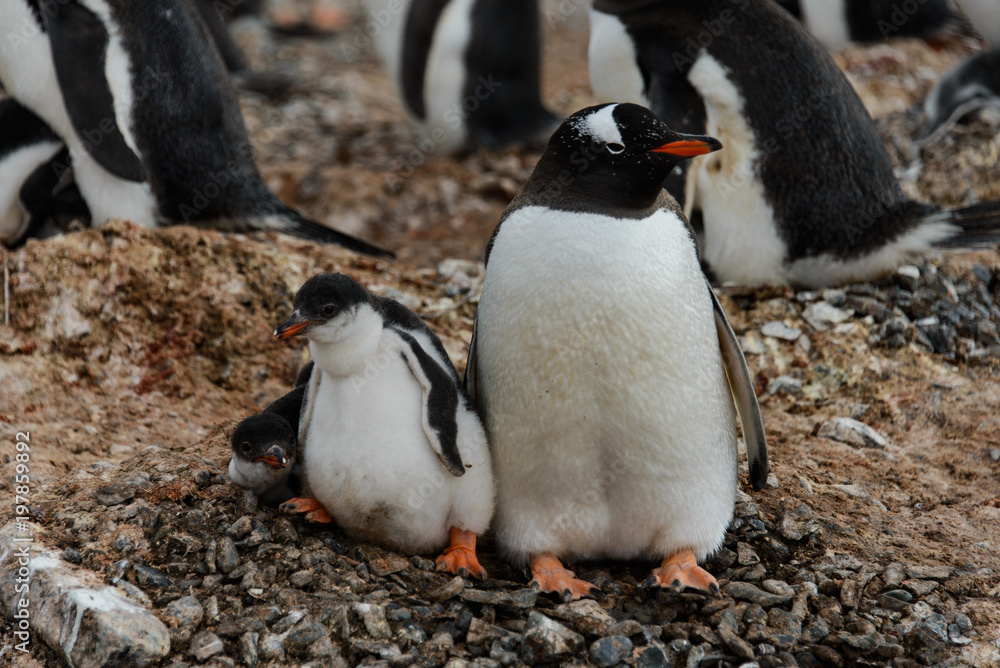 Fototapeta premium Gentoo penguin with chicks in nest