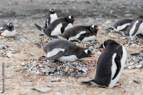 Gentoo penguin in nest aggressive open beak
