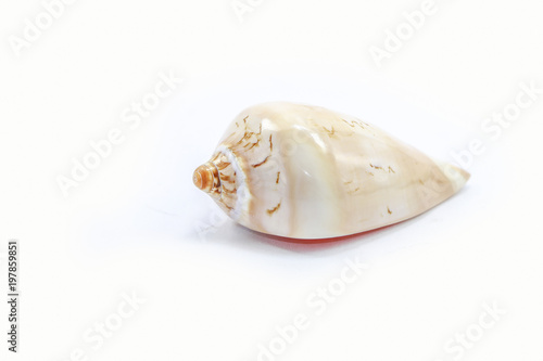 shell sea isolated white background 