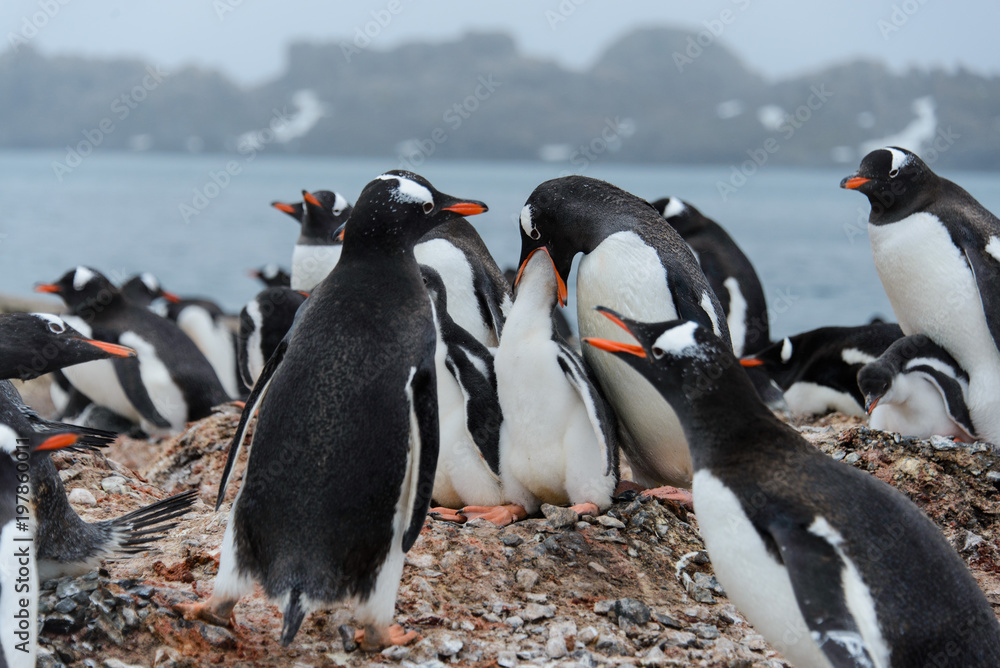 Naklejka premium Gentoo penguin feeds chick