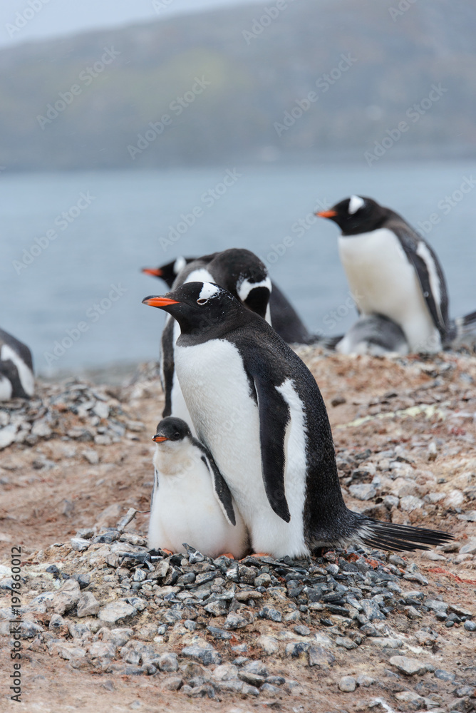 Obraz premium Gentoo penguin with chicks in nest