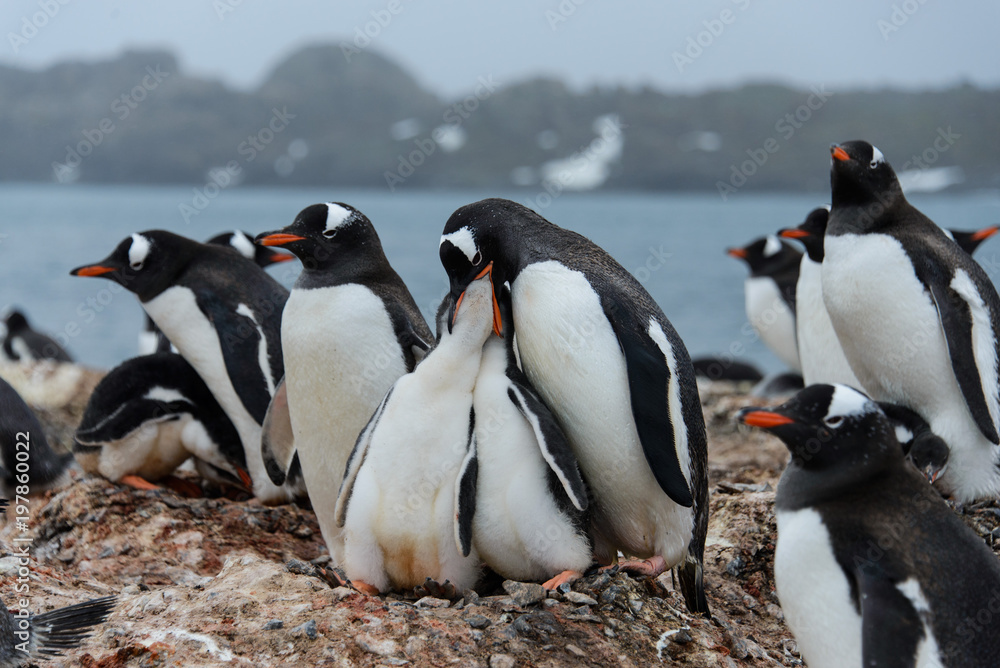 Naklejka premium Gentoo penguin feeds chick