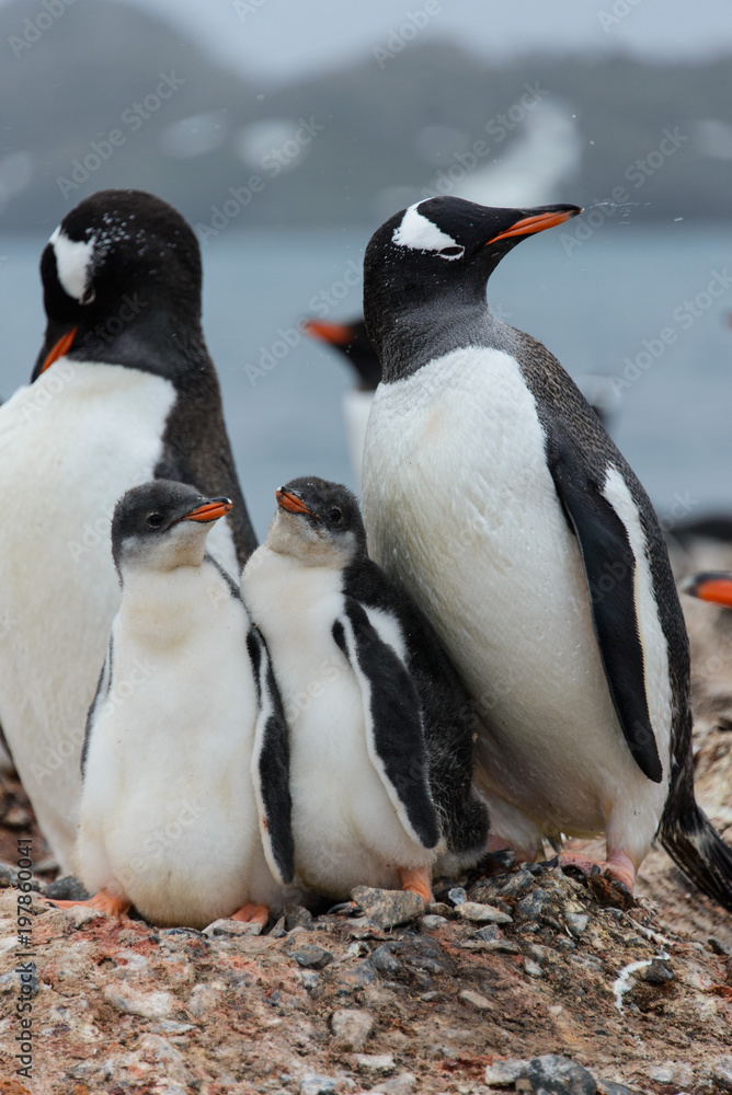 Fototapeta premium Gentoo penguin with chicks in nest