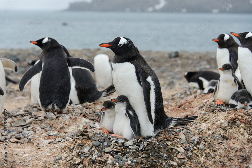 Obraz premium Gentoo penguin with chicks in nest